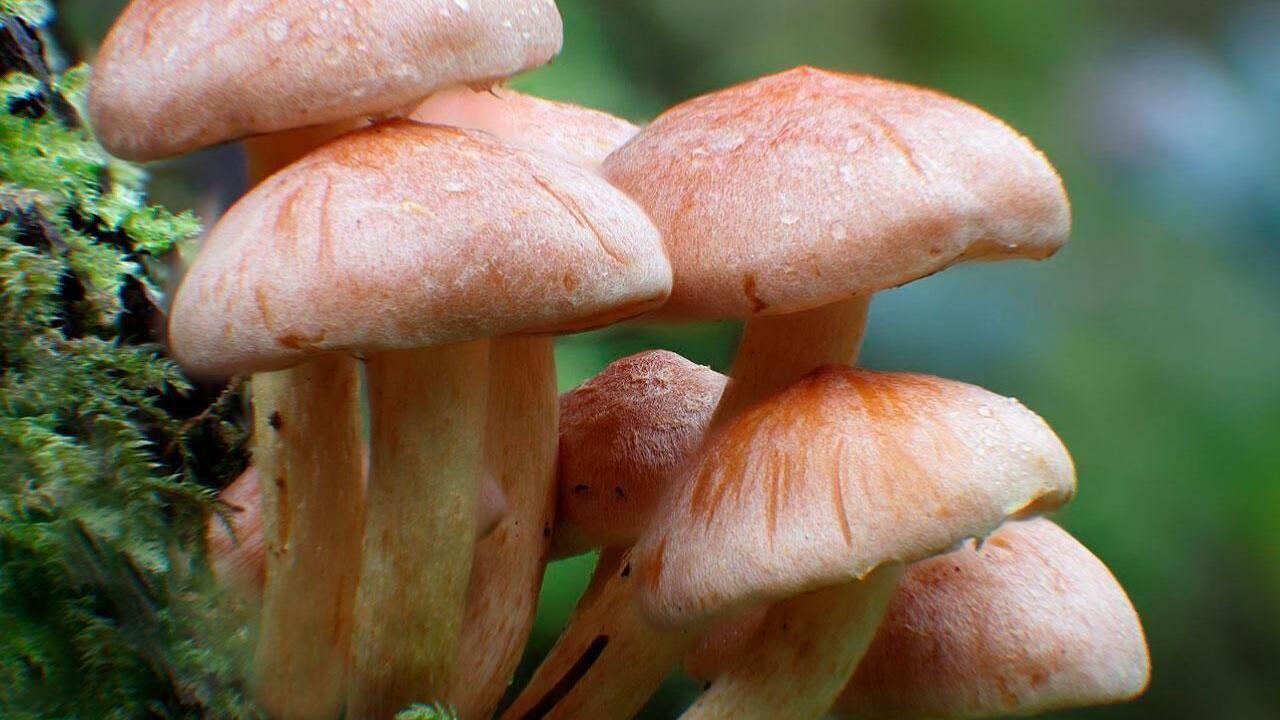 Best Mushroom Gummies: Experience The Magic Benefits of Mushrooms